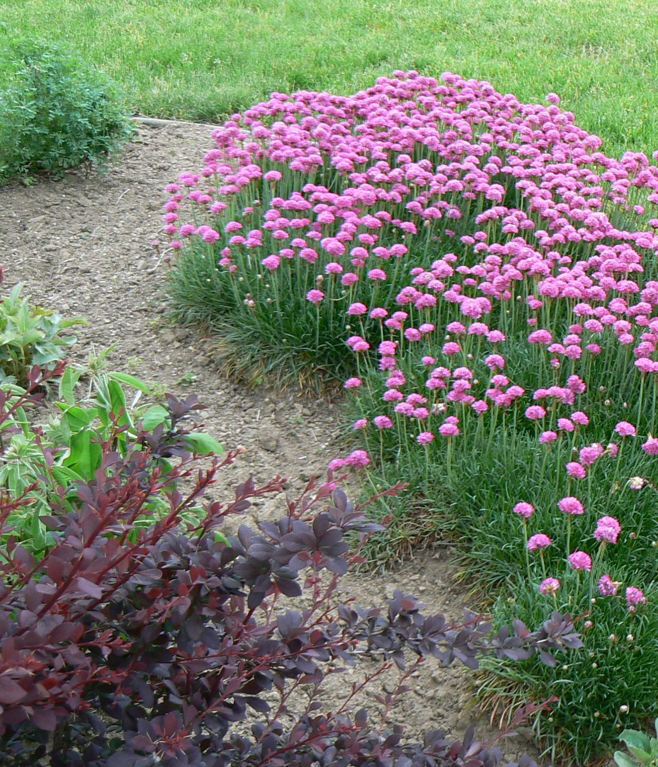 Armeria maritima Dusseldorf Pride Stonecrop