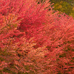 Euonymus alatus Burning Bush