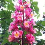 Aesculus carnea Briotii Ruby red Horsechestnut