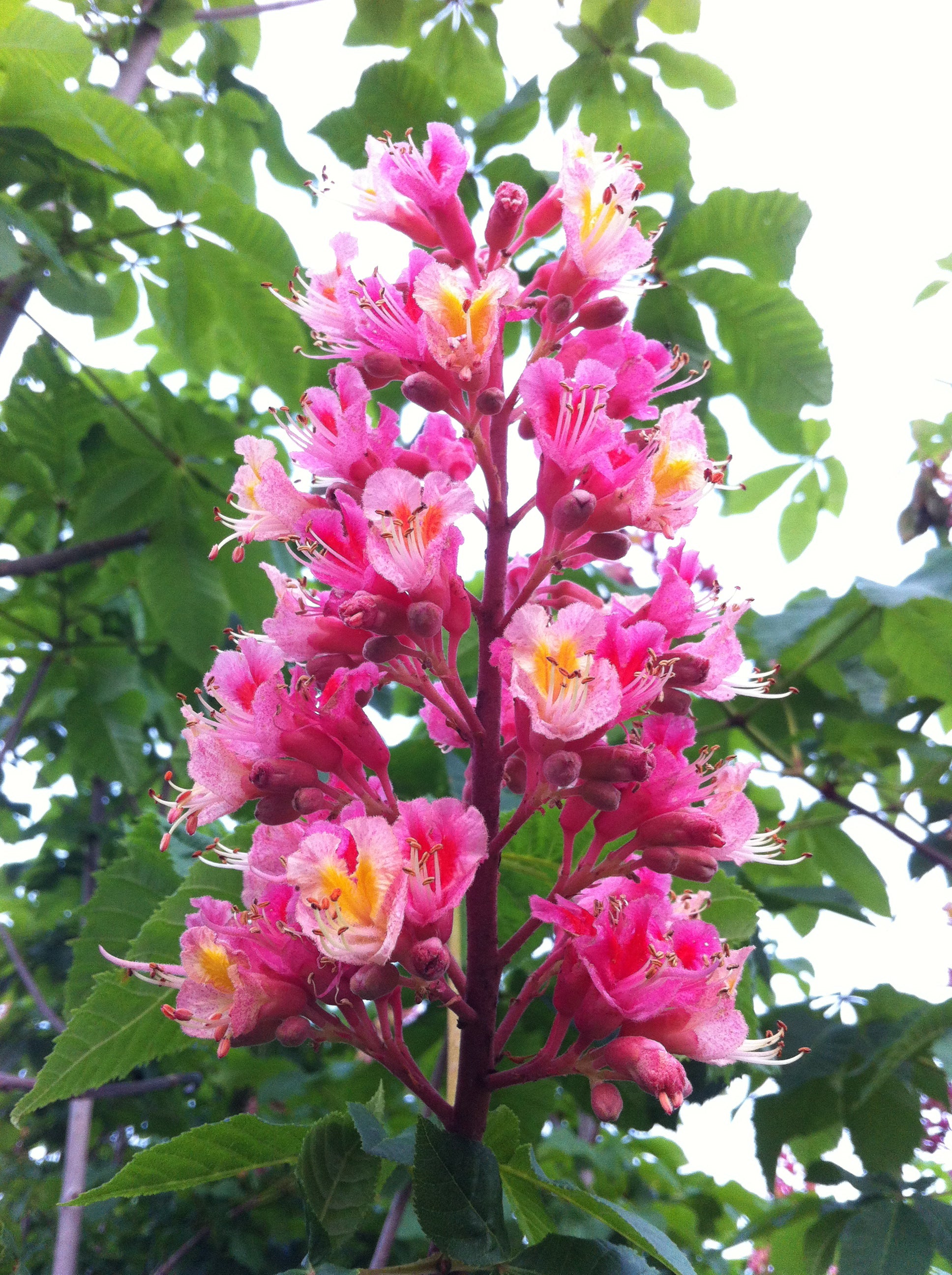 Aesculus carnea Briotii Ruby red Horsechestnut