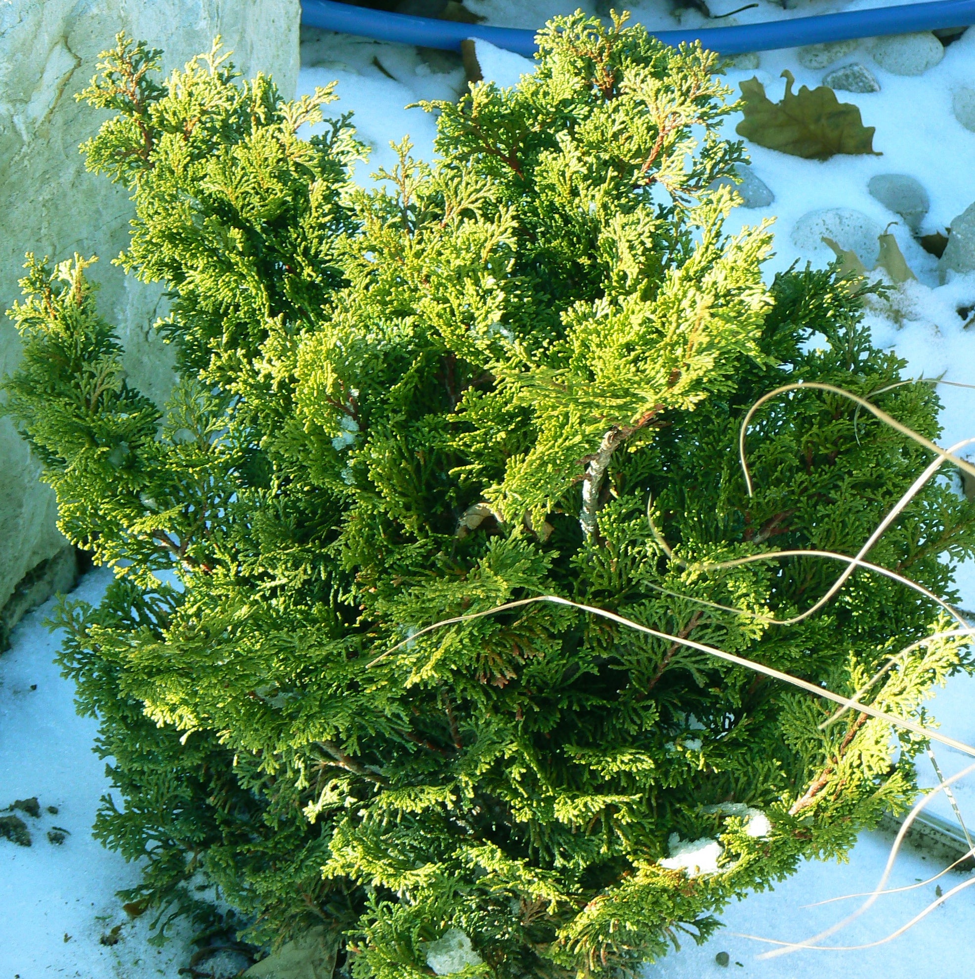 Chamaecyparis obtusa Tempelhof Templehof Hinoki Falsecypress