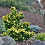 Chamaecyparis obtusa Verdoni Hinoki Falsecypress