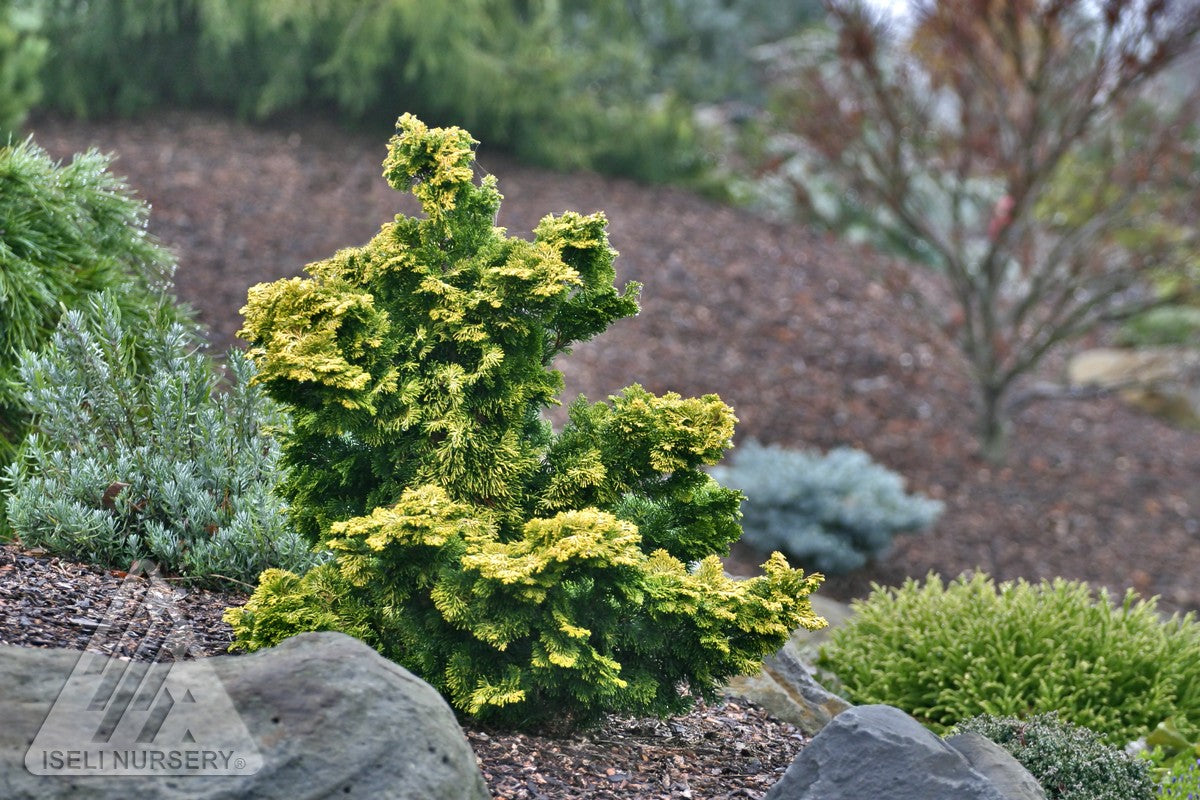 Chamaecyparis obtusa Verdoni Hinoki Falsecypress