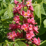 Aesculus x carnea Fort McNair Fort McNair Horsechestnut