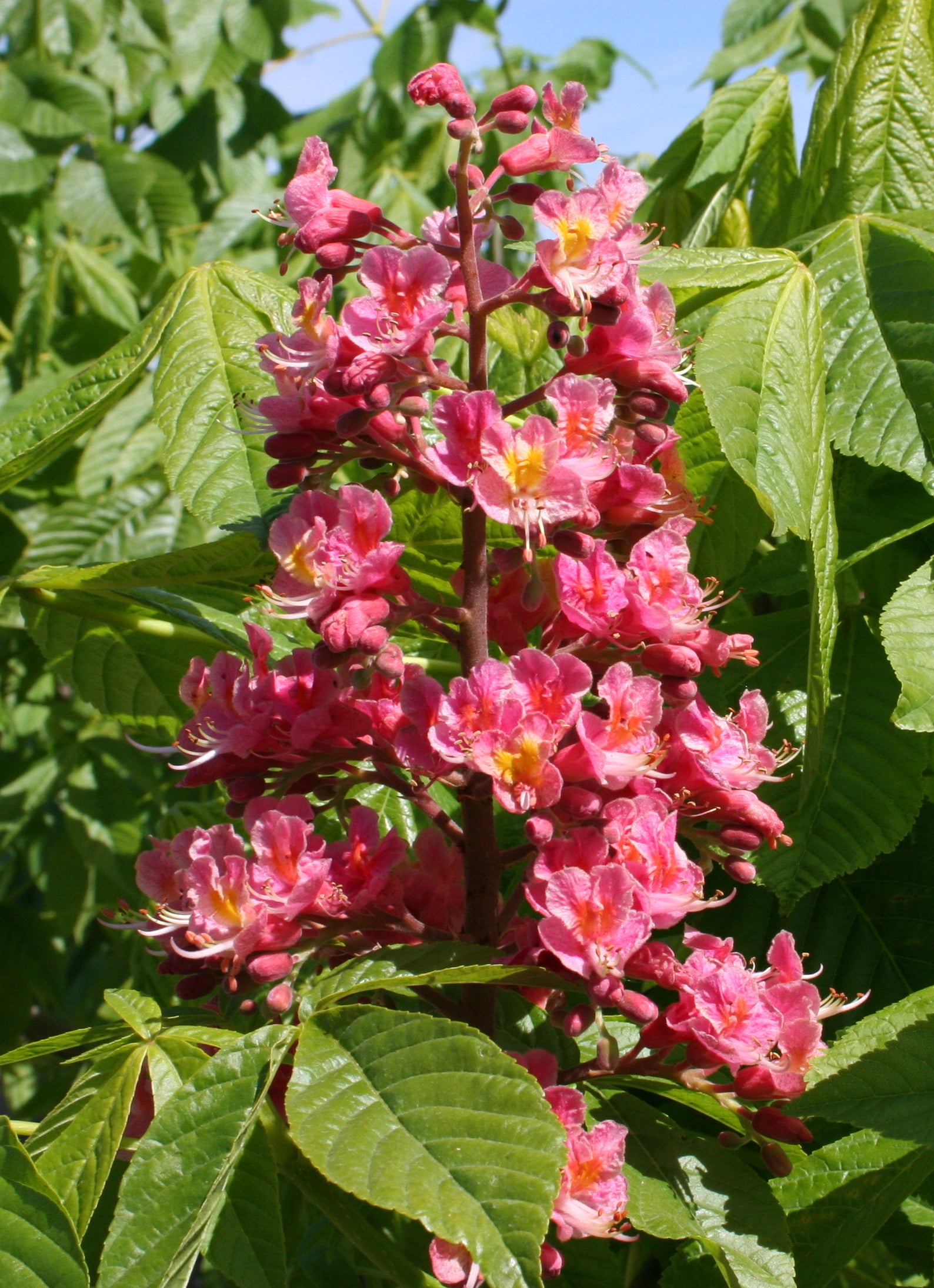 Aesculus x carnea Fort McNair Fort McNair Horsechestnut