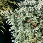 Chamaecyparis pisifera Boulevard Boulevard Falsecypress