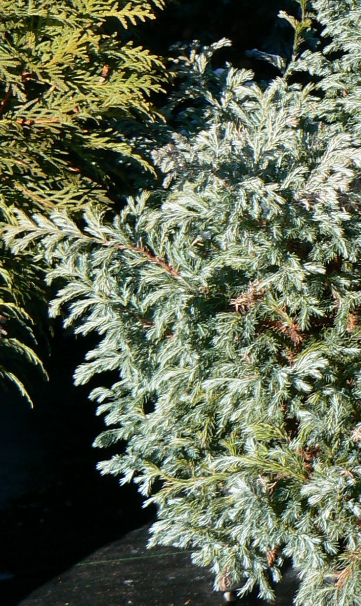 Chamaecyparis pisifera Boulevard Boulevard Falsecypress