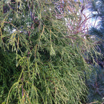 Chamaecyparis pisifera Filifera Threadleaf Falsecypress
