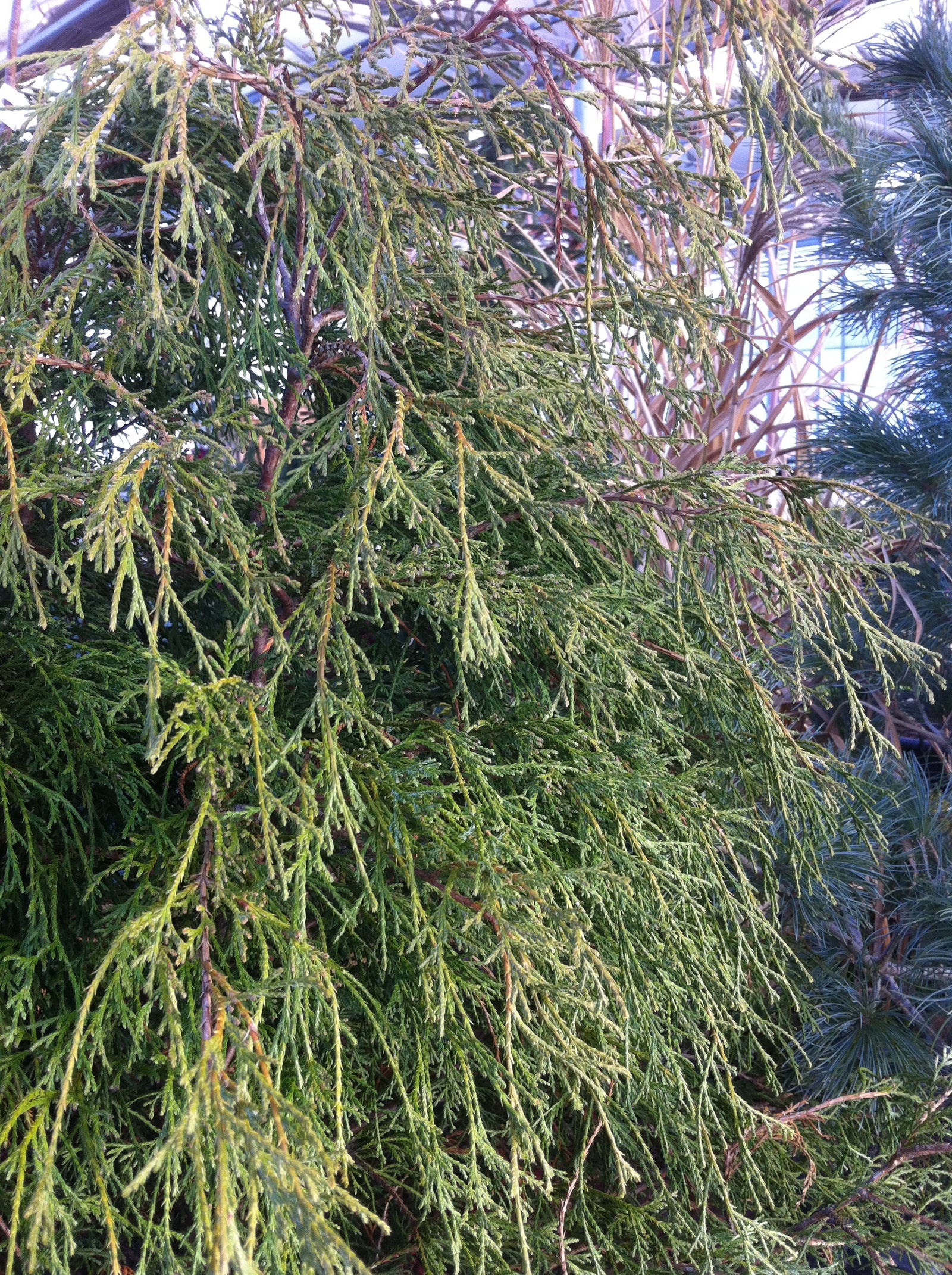 Chamaecyparis pisifera Filifera Threadleaf Falsecypress