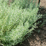 Artemisia ludoviciana Silver Sagebrush