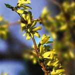Forsythia ovata Northern Gold COPF Northern Gold Forsythia