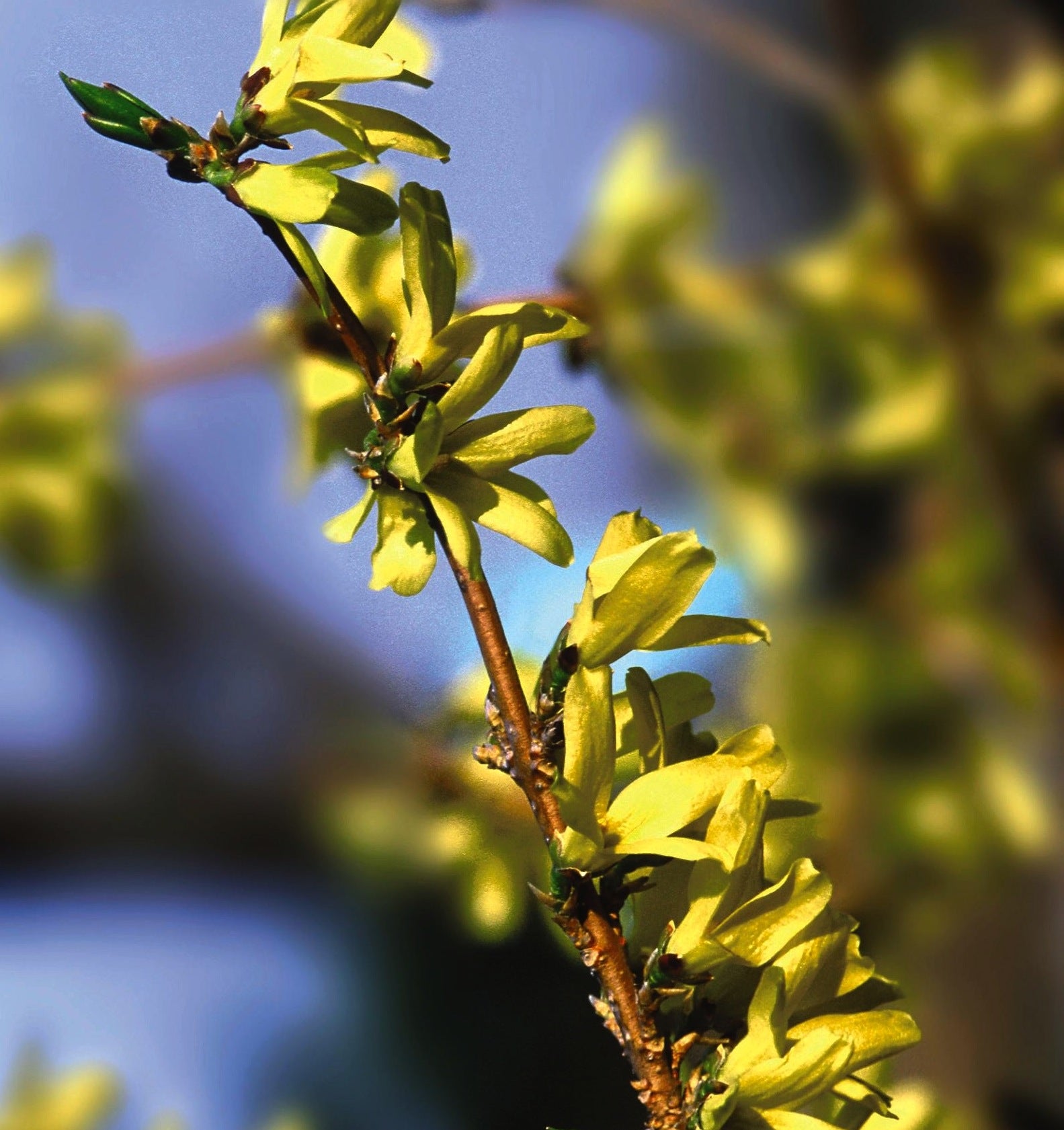 Forsythia ovata Northern Gold COPF Northern Gold Forsythia