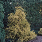 Chamaecyparis pisifera Filifera Aurea Golden Threadleaf Falsecypress
