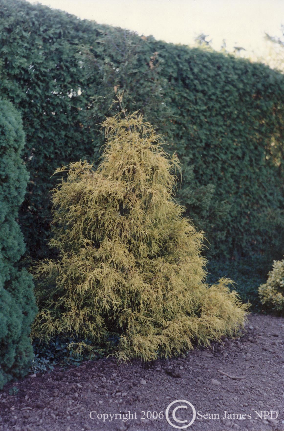 Chamaecyparis pisifera Filifera Aurea Golden Threadleaf Falsecypress