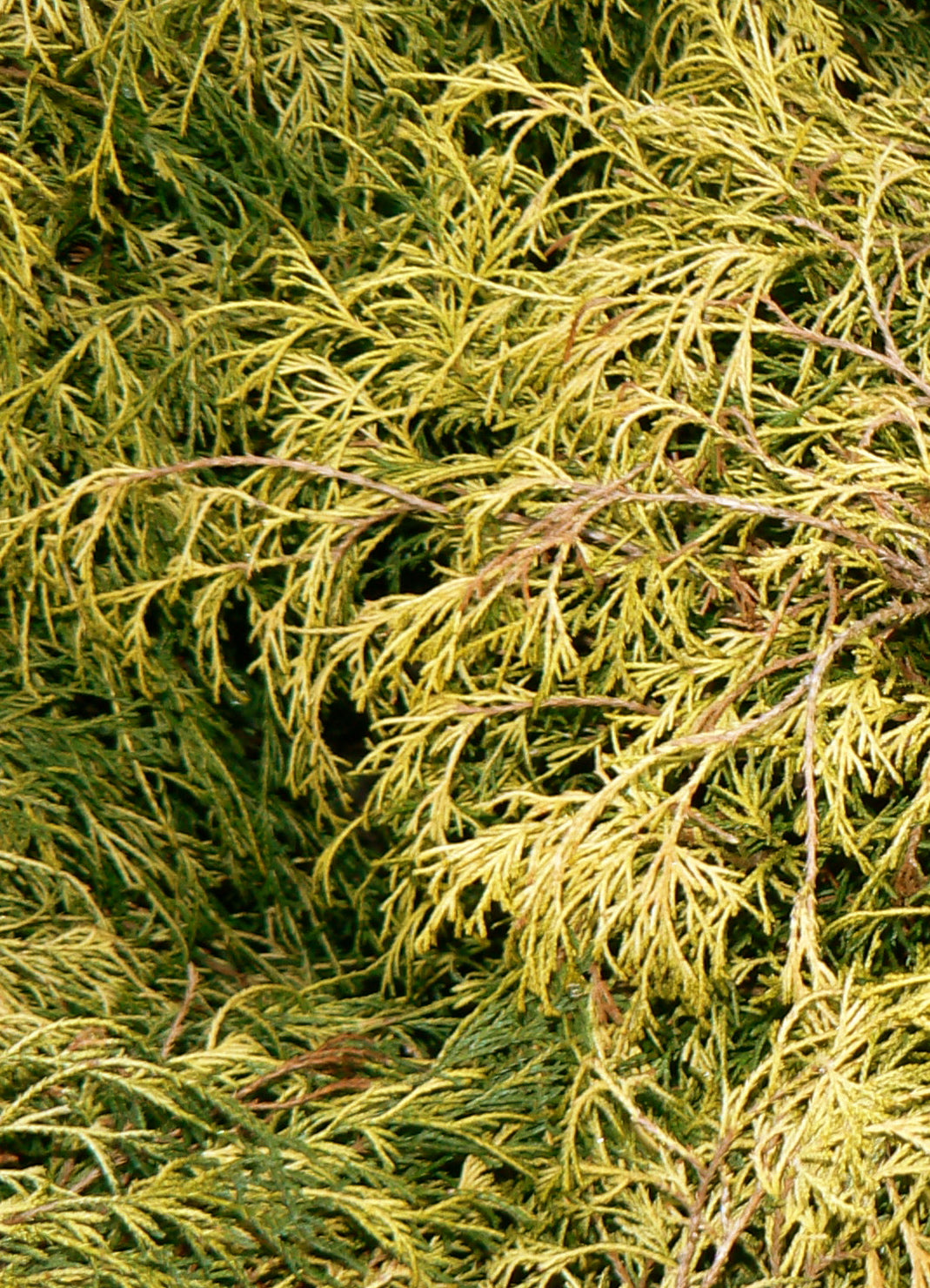 Chamaecyparis pisifera Filifera Aurea Nana Dwarf Golden Threadleaf Falsecypress