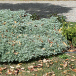 Artemisia x Powis Castle Powis Castle Artemisia