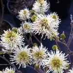 Fothergilla gardenii Dwarf Fothergilla