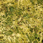 Chamaecyparis pisifera Gold Spangle Gold Spangle Falsecypress