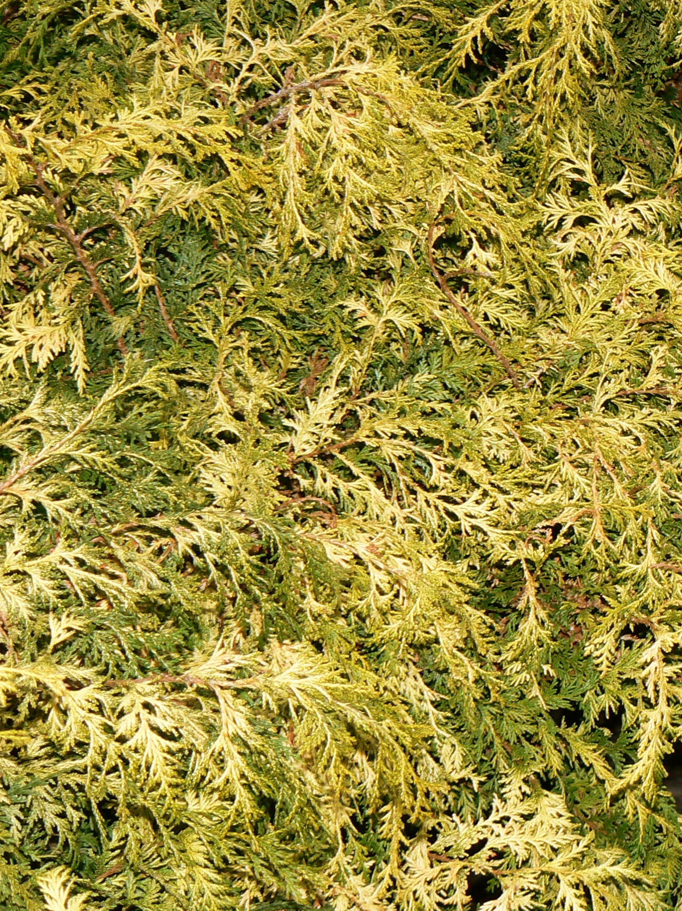 Chamaecyparis pisifera Gold Spangle Gold Spangle Falsecypress