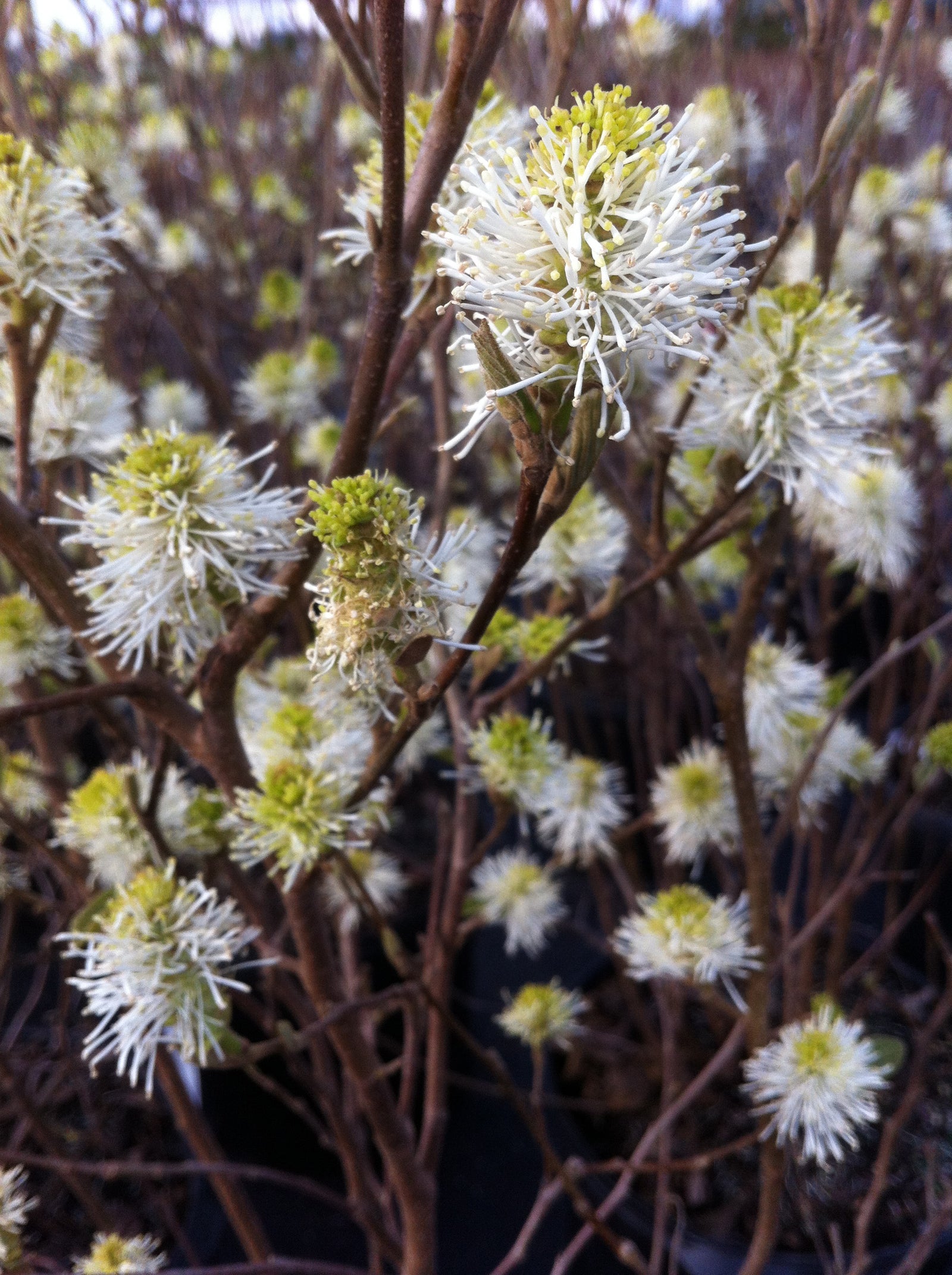 Fothergilla major Mount Airy Mount Airy Fothergilla
