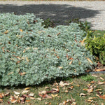 Artemisia x Powis Castle Sagebrush