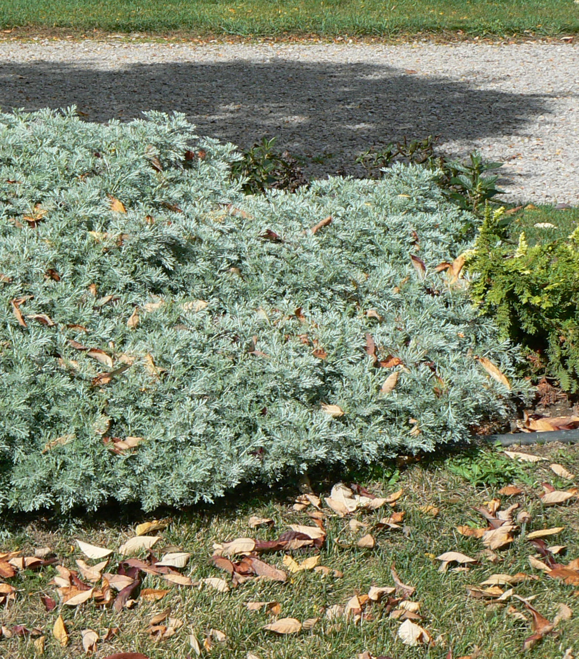 Artemisia x Powis Castle Sagebrush
