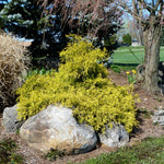 Chamaecyparis pisifera Golden Mops Golden Mop Threadleaf Falsecypress