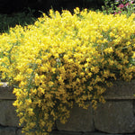 Genista lydia Woadwaxen