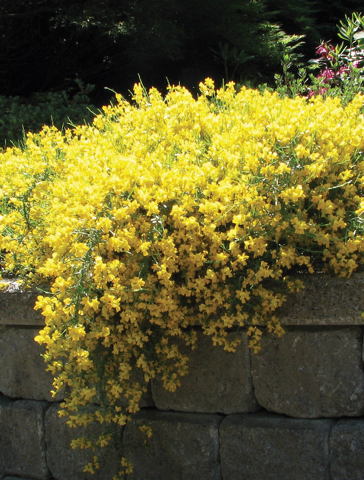 Genista lydia Woadwaxen