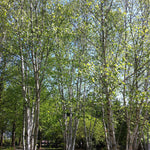 Betula papyrifera Paper Birch