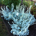 Artemisia stelleriana Silver Brocade COPF Silver Brocade Artemisia
