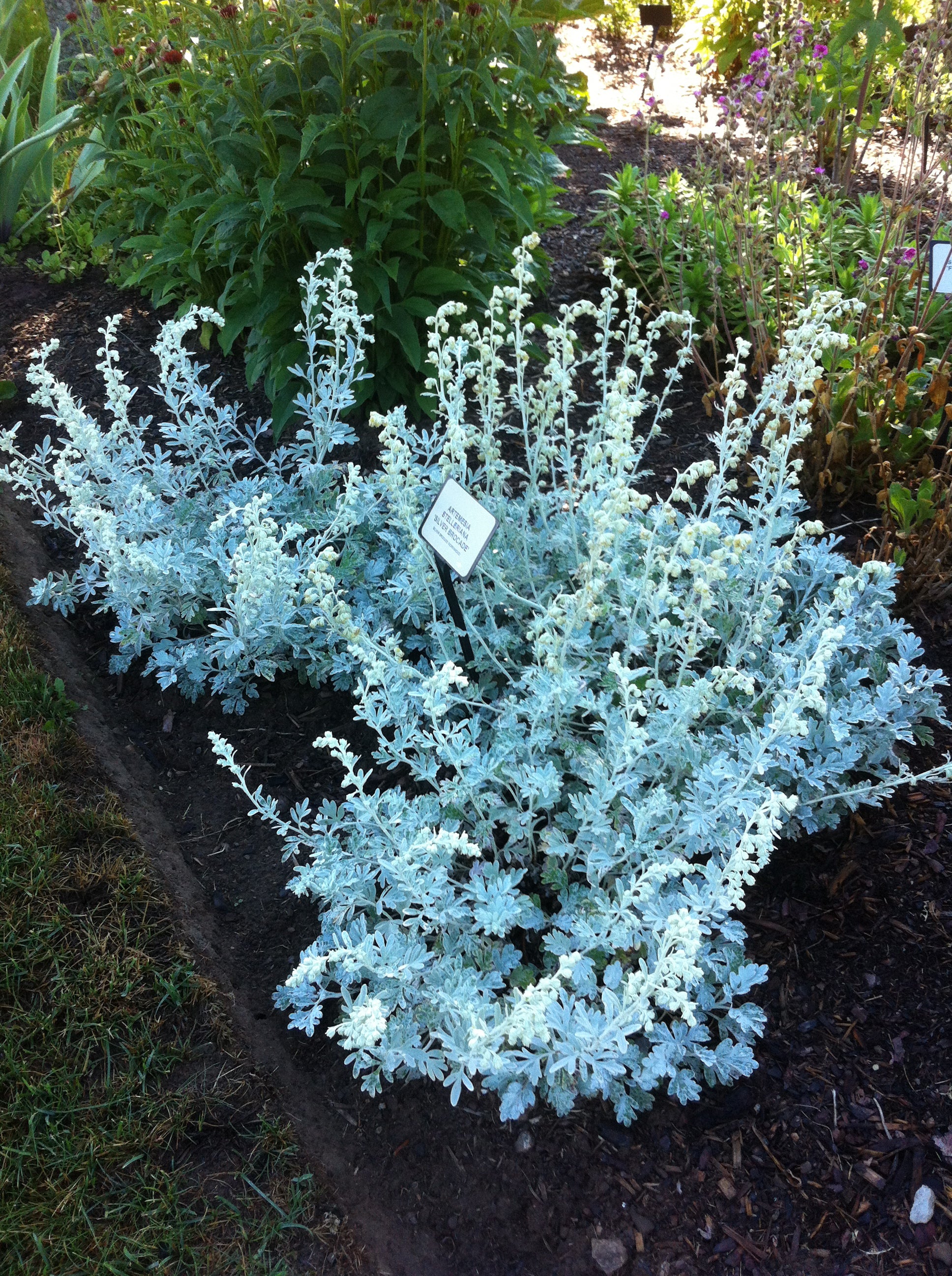 Artemisia stelleriana Silver Brocade COPF Silver Brocade Artemisia
