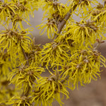 Hamamelis x intermedia Arnold Promise Witchhazel