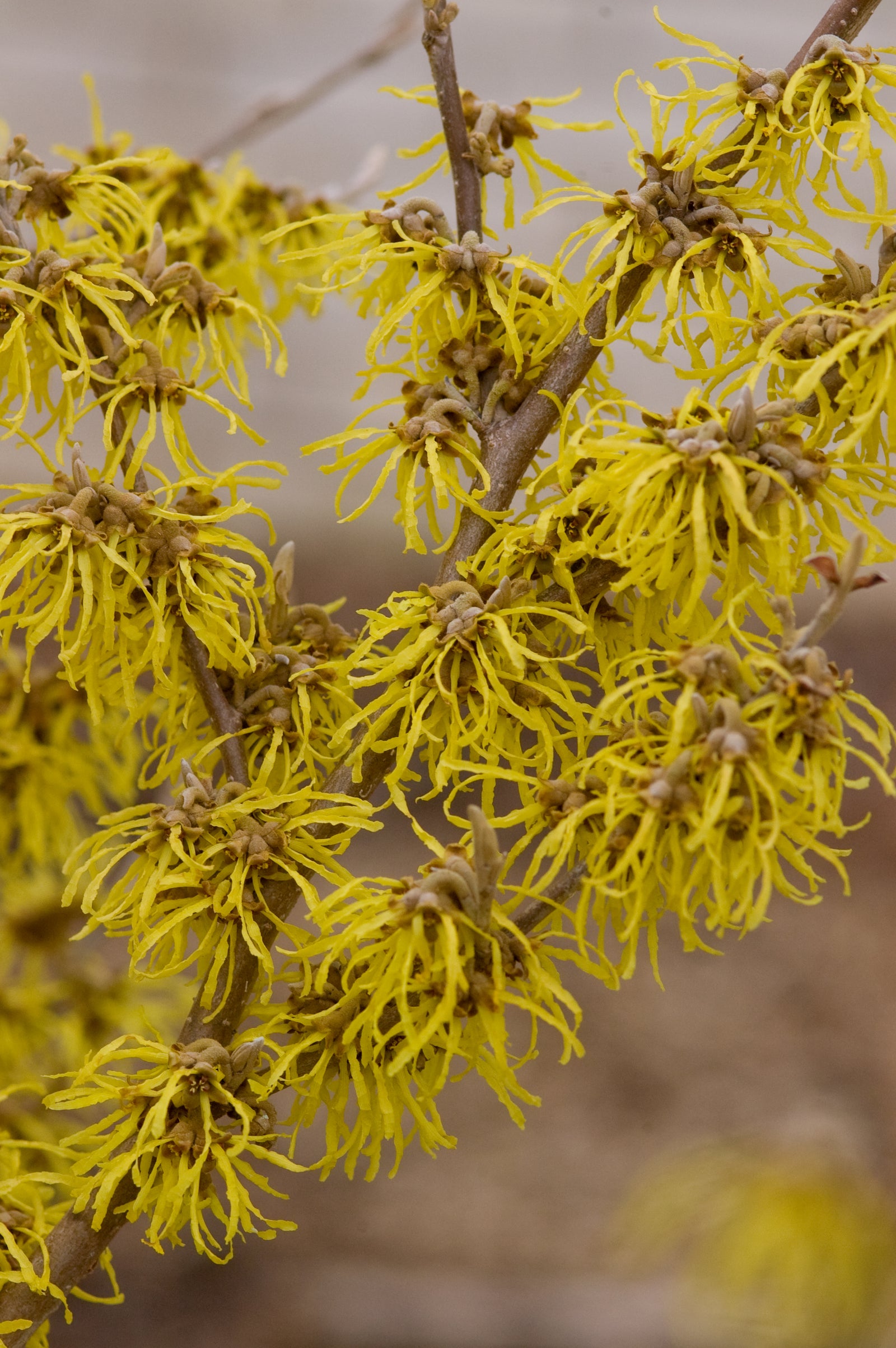 Hamamelis x intermedia Arnold Promise Witchhazel