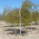 Betula pendula Youngii Young's Weeping Birch