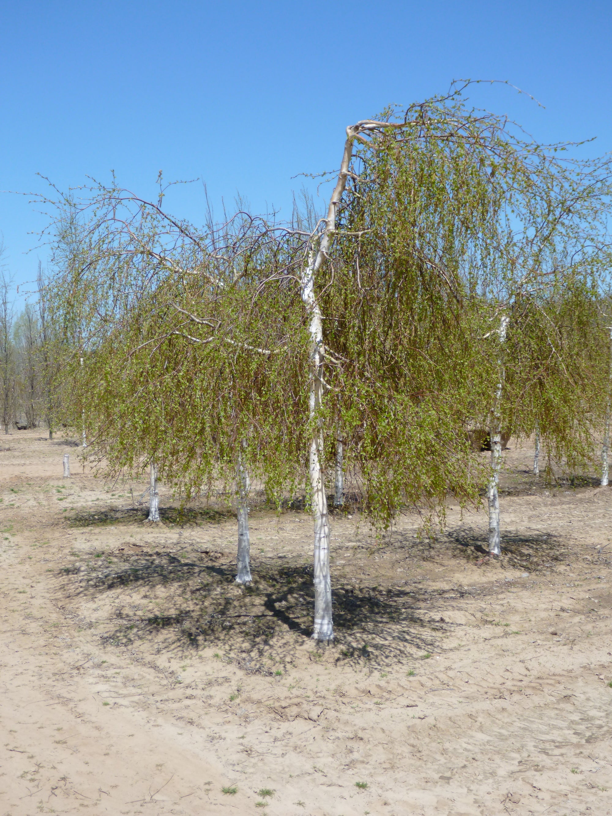 Betula pendula Youngii Young's Weeping Birch