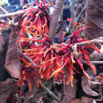 Hamamelis x intermedia Diane Witchhazel