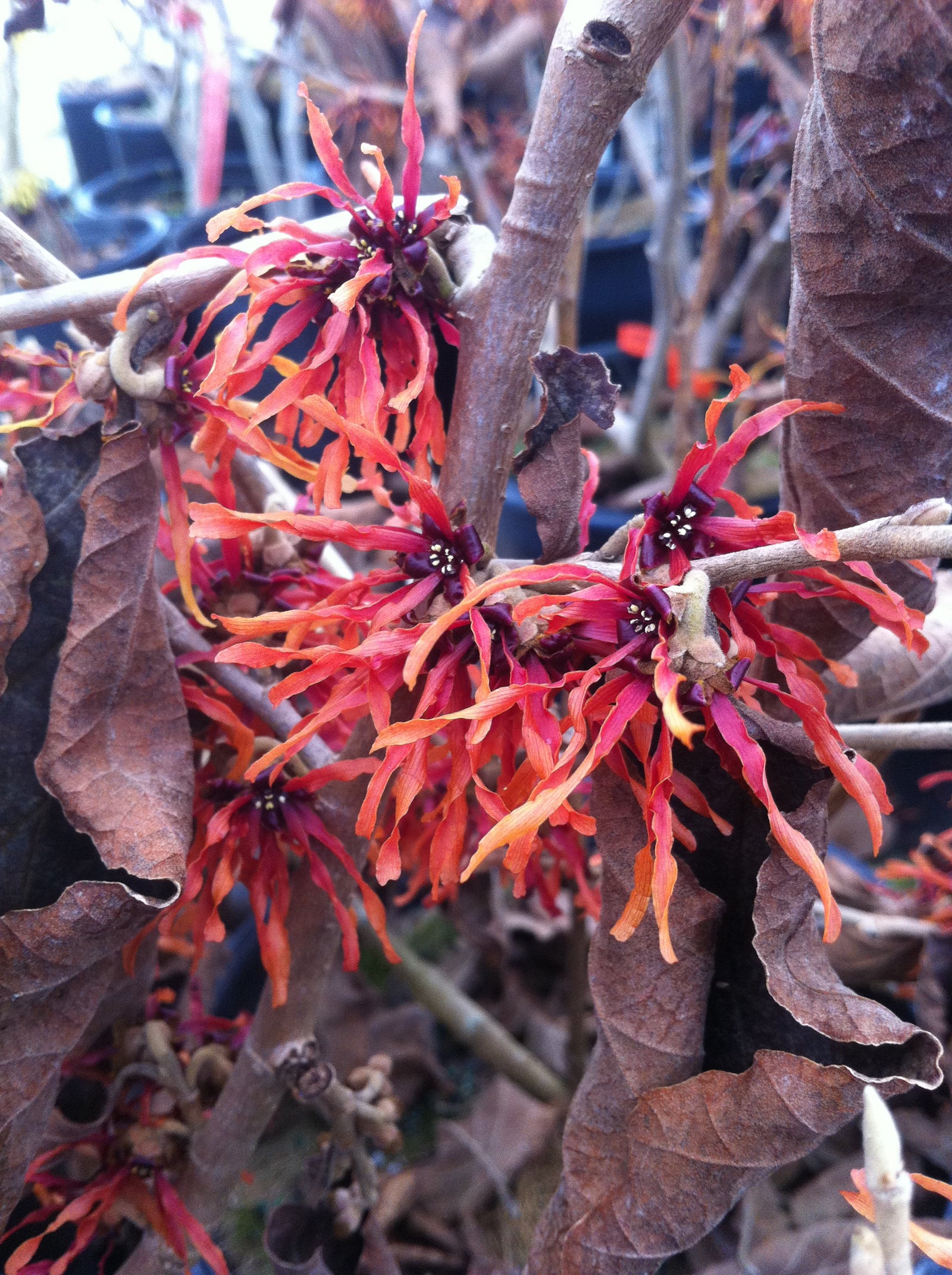 Hamamelis x intermedia Diane Witchhazel