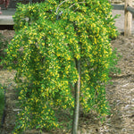 Caragana arborescens Pendula Weeping Peashrub
