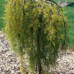 Caragana arborescens Walker COPF Cutleaf Weeping Peashrub