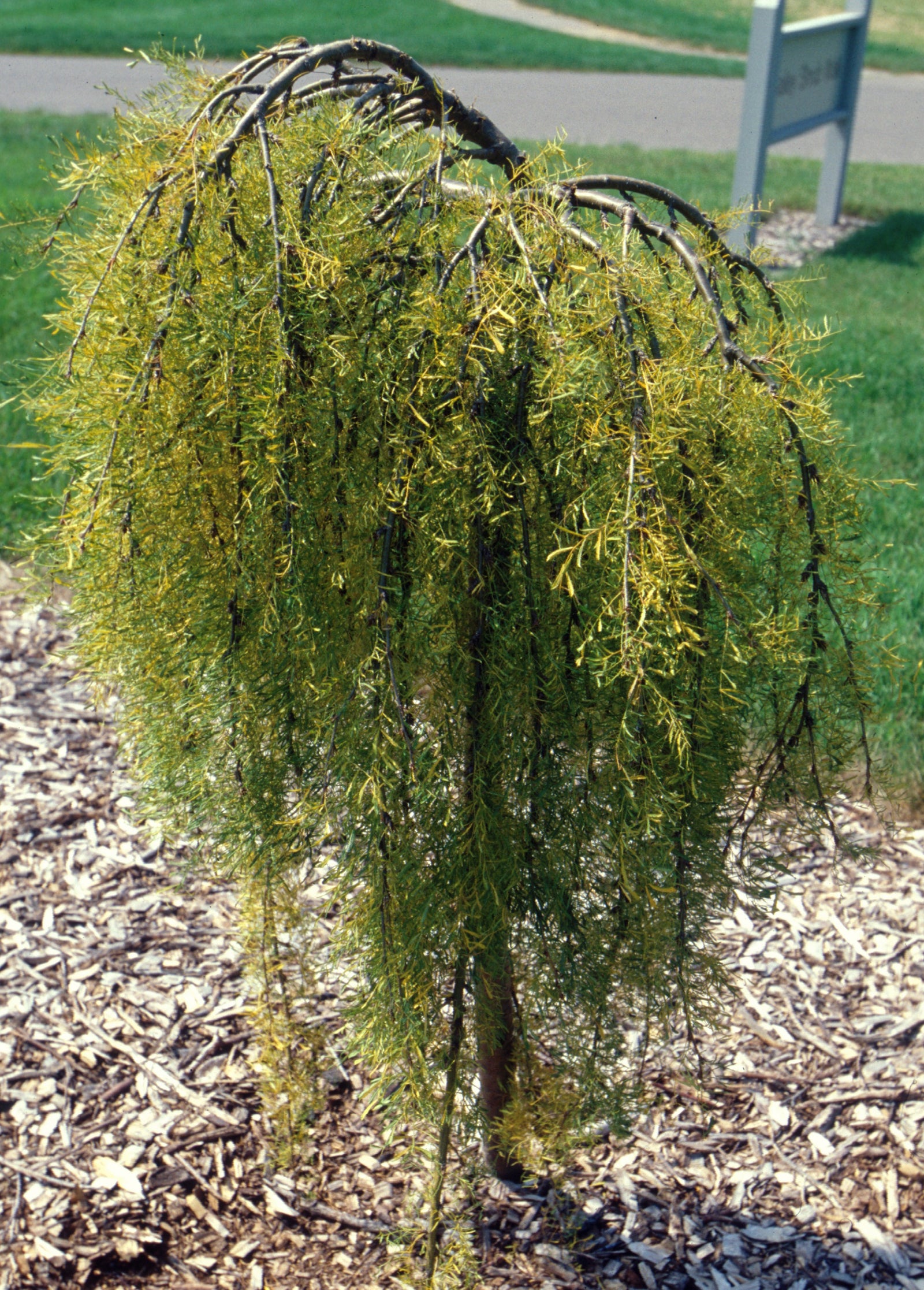 Caragana arborescens Walker COPF Cutleaf Weeping Peashrub