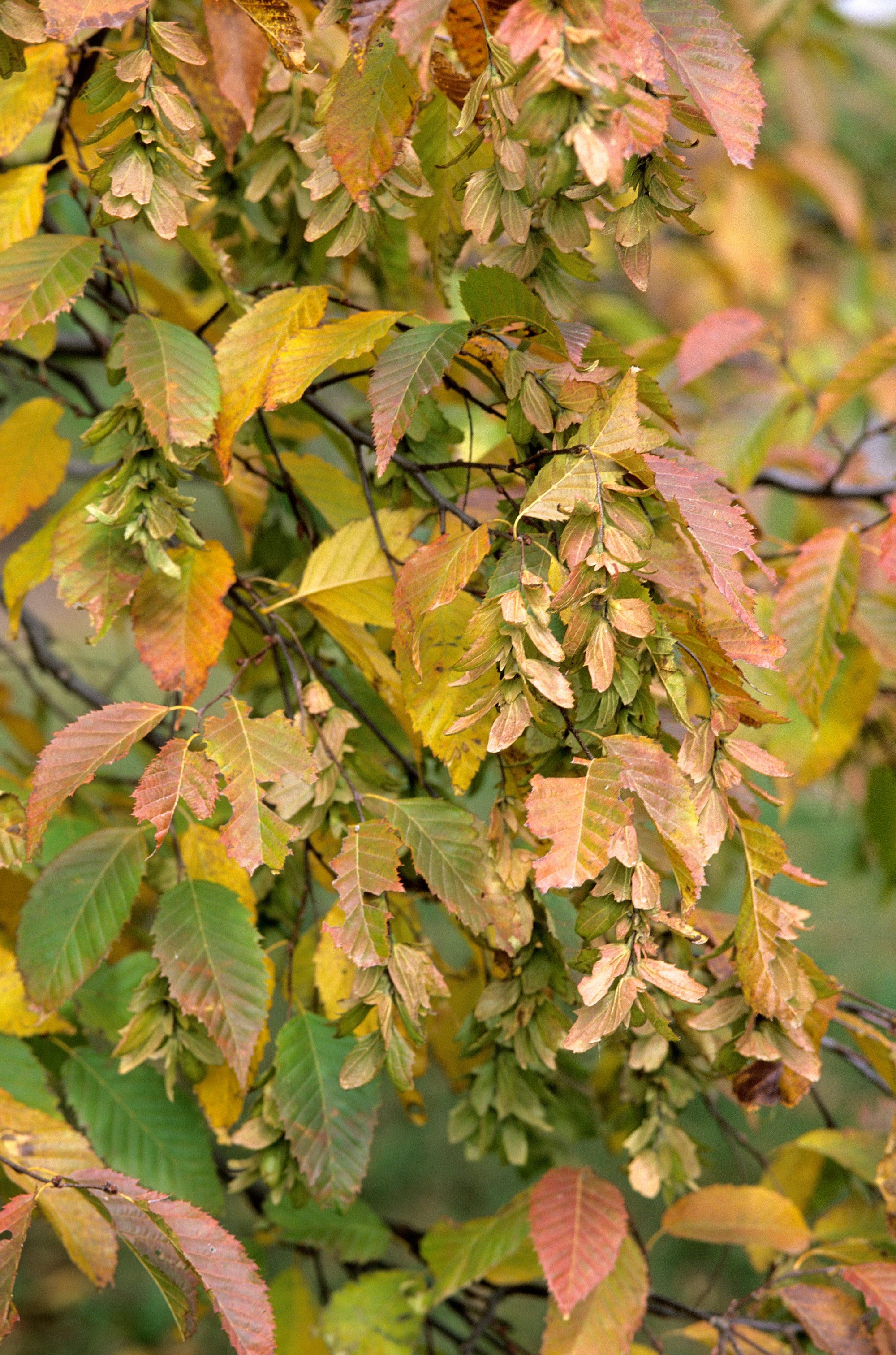 Carpinus betulus European Hornbeam