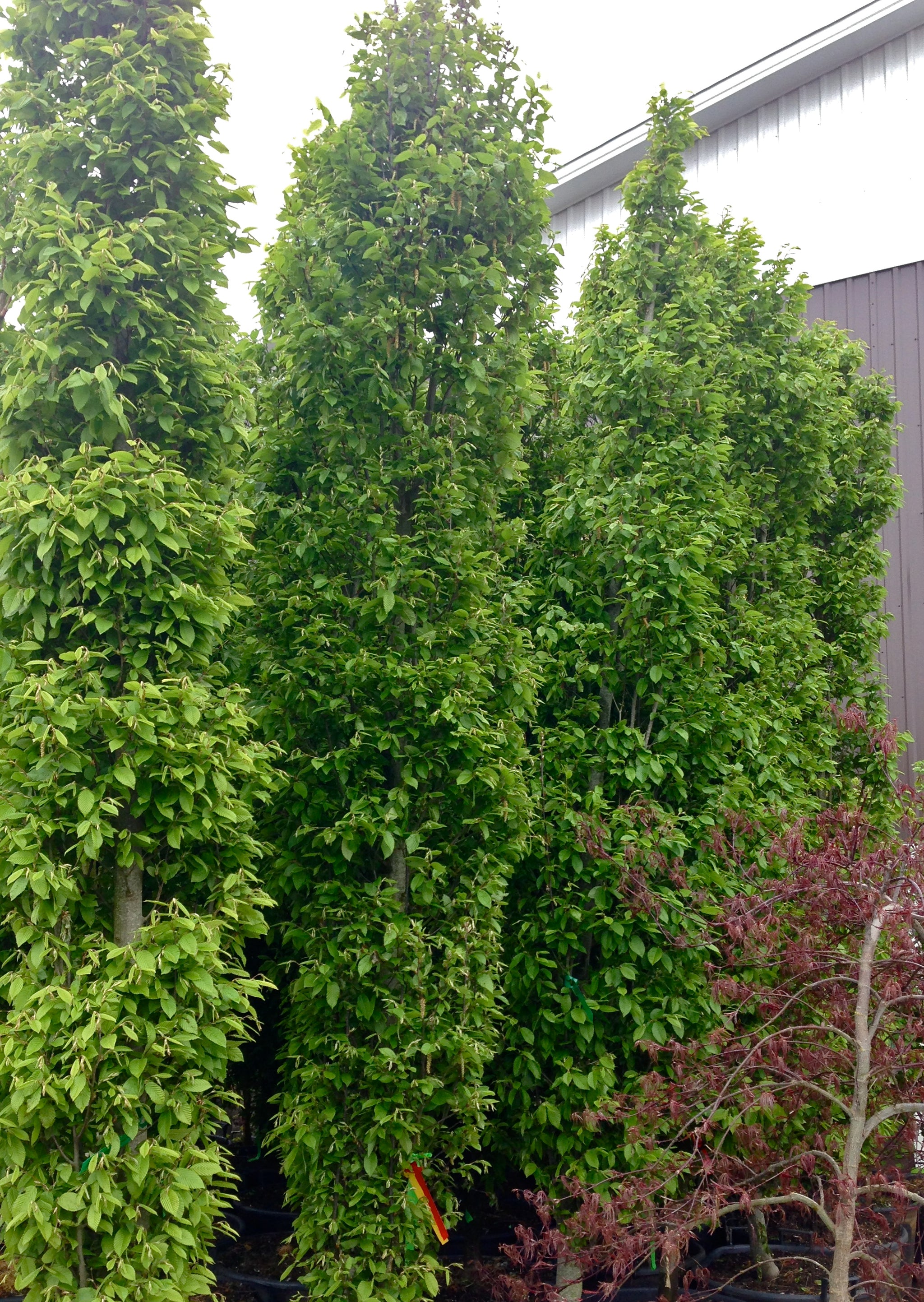 Pyramidal European Hornbeam GardenTap pyramidal-european-hornbeam-gardentap