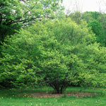 Carpinus caroliniana Blue Beech/Musclewood