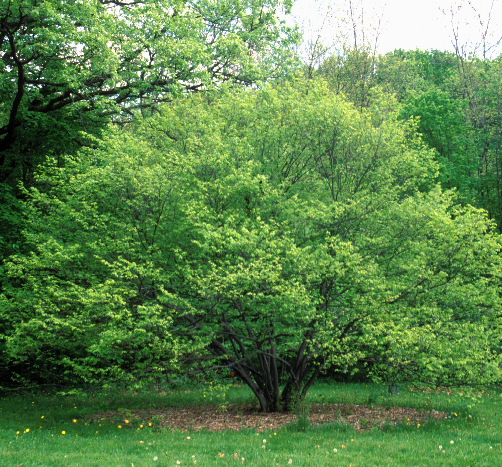 Carpinus caroliniana Blue Beech/Musclewood
