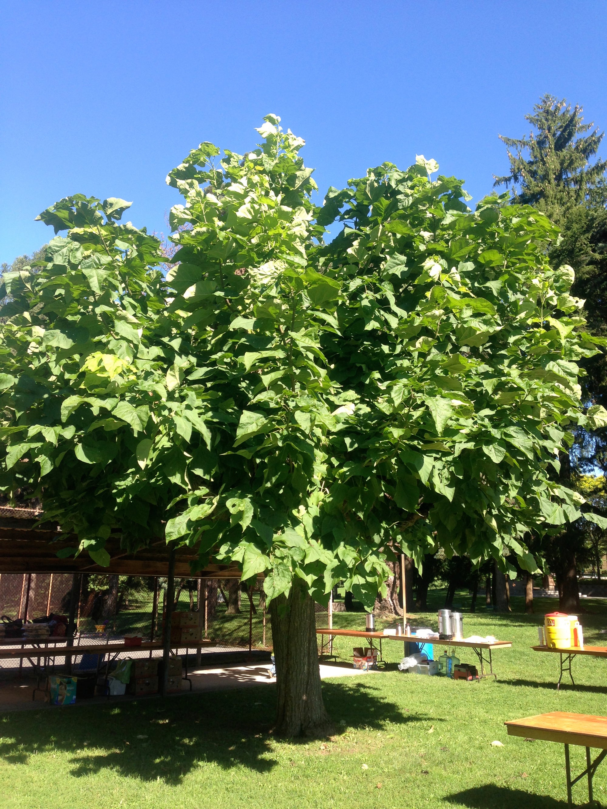 Catalpa bungei Umbrella Tree