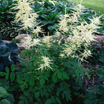 Aruncus dioicus Goat's Beard