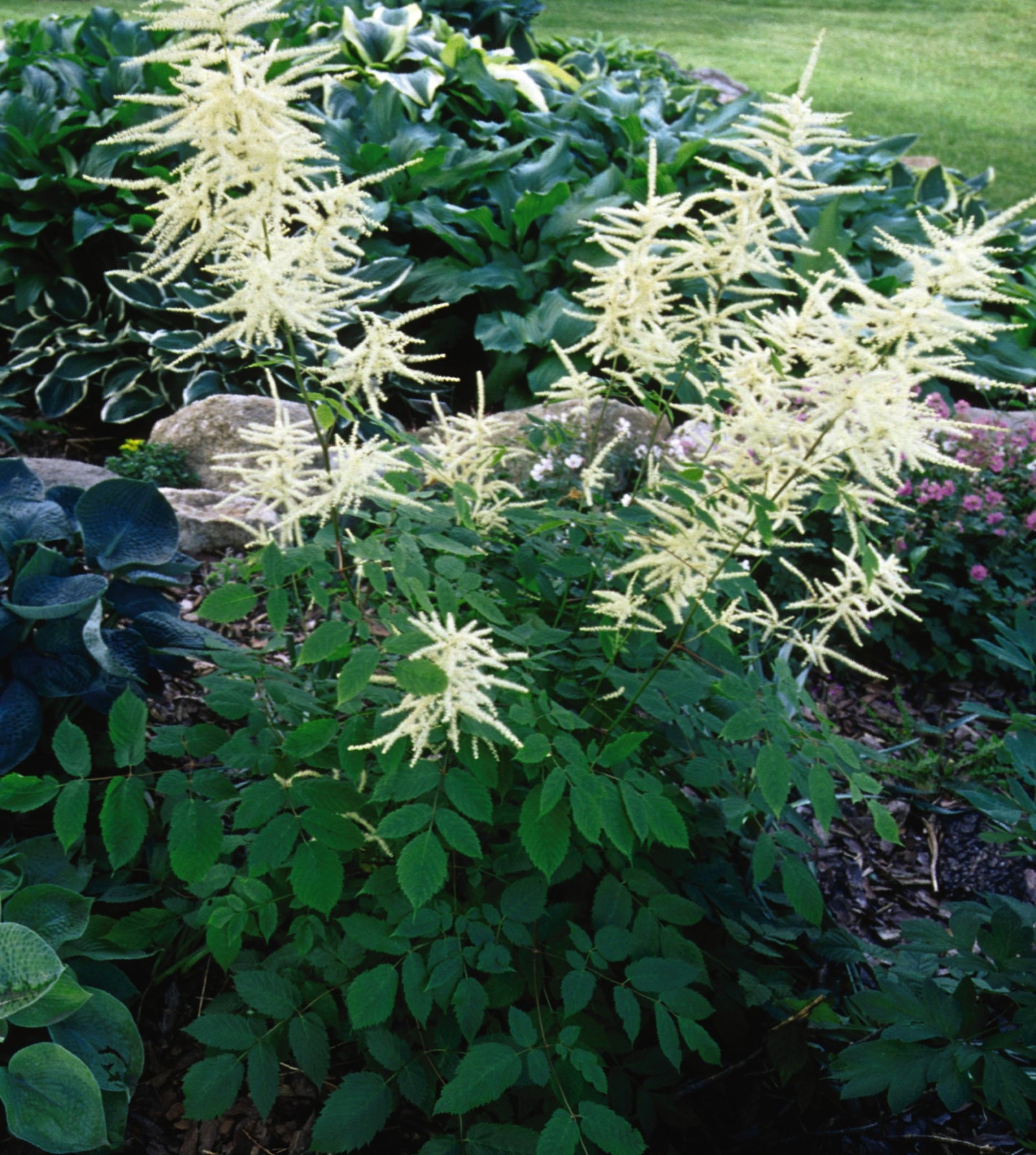 Aruncus dioicus Goat's Beard
