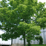 Celtis occidentalis Common Hackberry