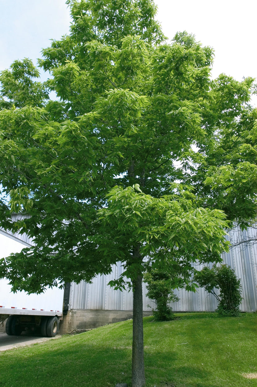 Common Hackberry – GardenTap